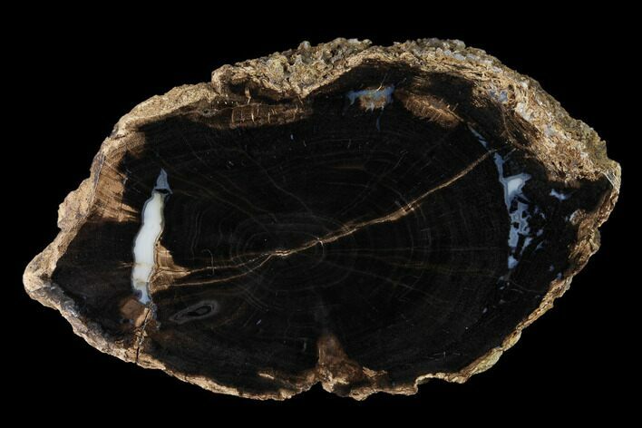 Petrified Wood (Schinoxylon) Round - Blue Forest, Wyoming #166484
